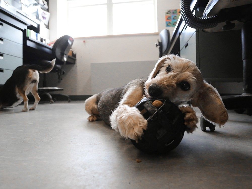  Cosette and Croissant, two of the 40-some dogs used to study hemophilia at Queen’s University, are pictured in the lab where their blood is studied to develop gene therapies for humans suffering from the genetic bleeding disorder. The dogs are pictured at Queen’s University on Sept. 28, 2025.