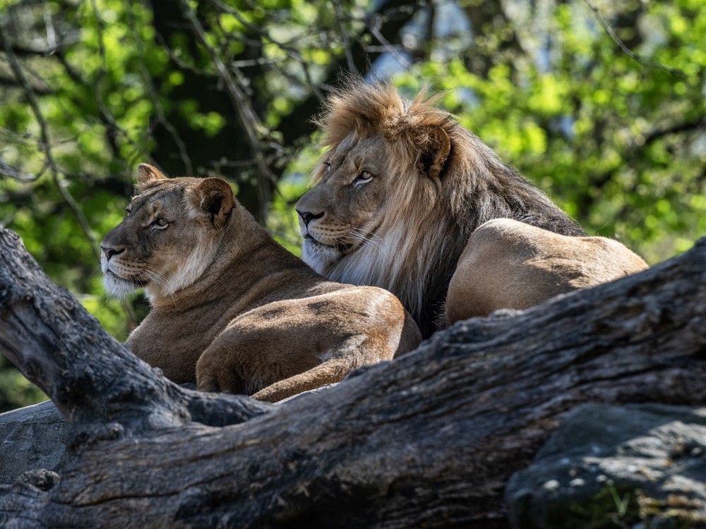 NextImg:Horrified tourists watch as Bangkok zookeeper mauled and eaten by lions
