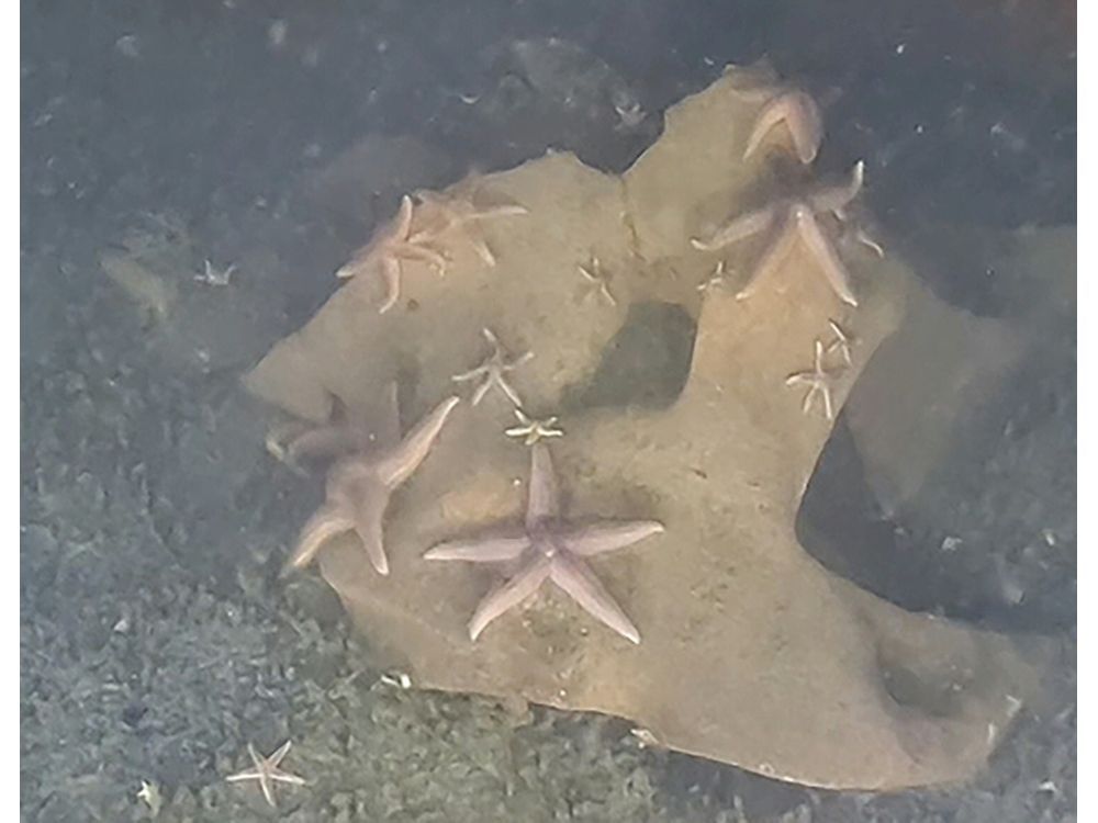 NextImg:Scientists find sea life thriving on unexploded Nazi cruise missiles