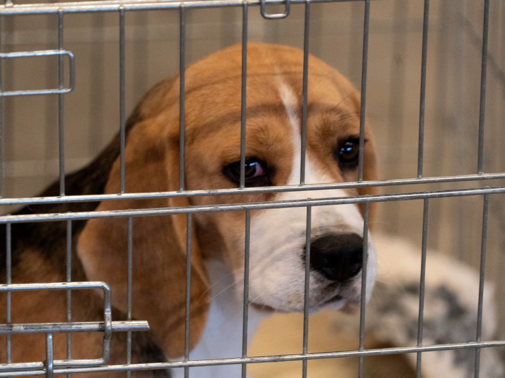  Beagle dogs are often used for scientific research because of the docile nature of the breed.