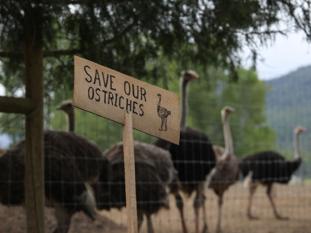 NextImg:Colby Cosh: Why the courts aren't likely to save the B.C. ostriches