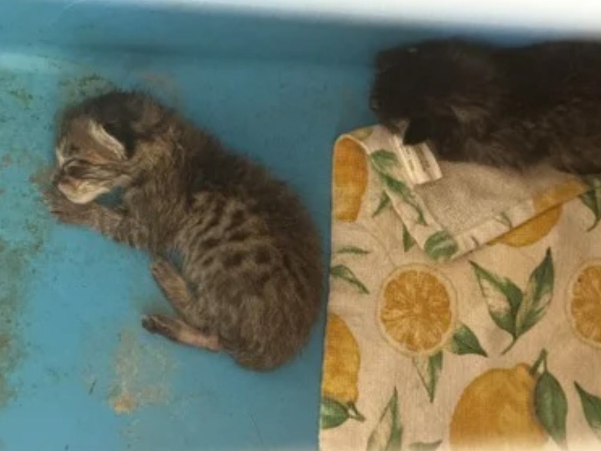 NextImg:Texas teacher sorry for feeding sick kitten to classroom snake, district says