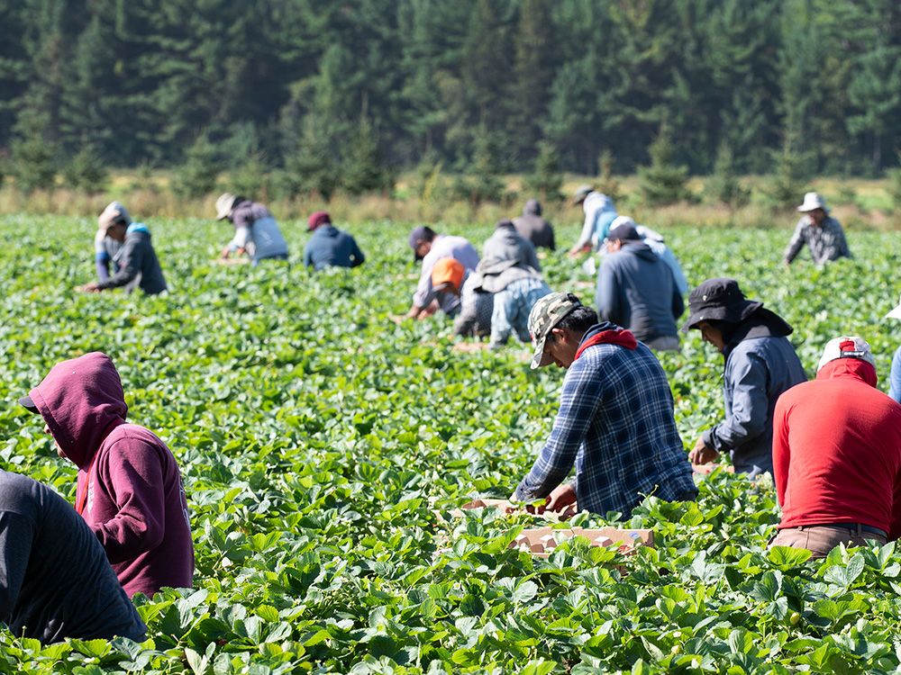 NextImg:'Work, then go home forever': Inside the thoughts of the temporary foreign worker program