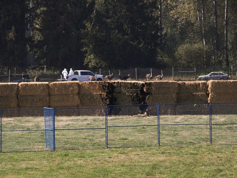  Workers in hazmat suits drive past a wall of hay bales that were placed by farm supporters earlier this week to block the culling of 400 of the farm’s ostriches.