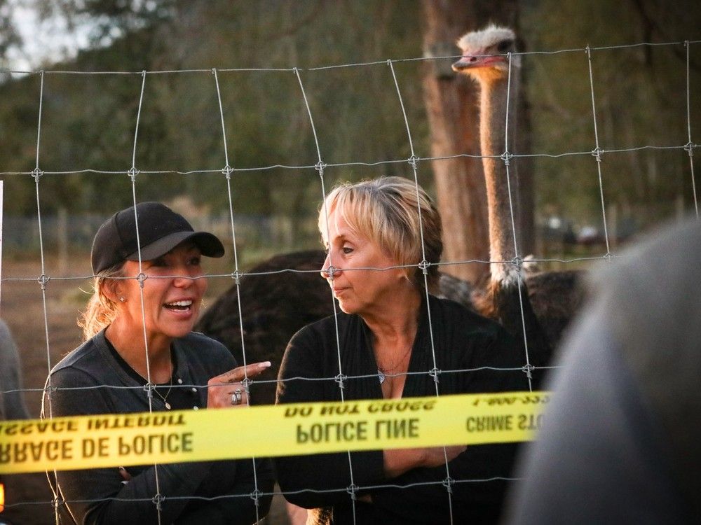 NextImg:B.C. farm granted stay on ostrich cull by Supreme Court