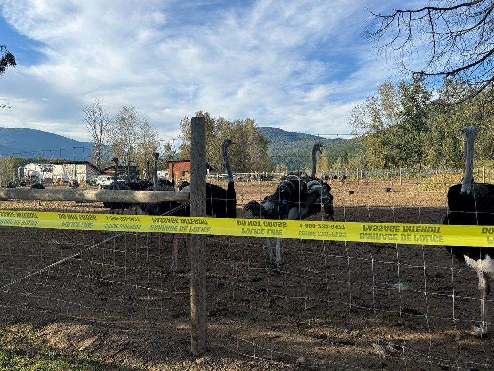 NextImg:Food agency will remain on B.C. ostrich farm while Supreme Court decides whether to allow farmers' appeal