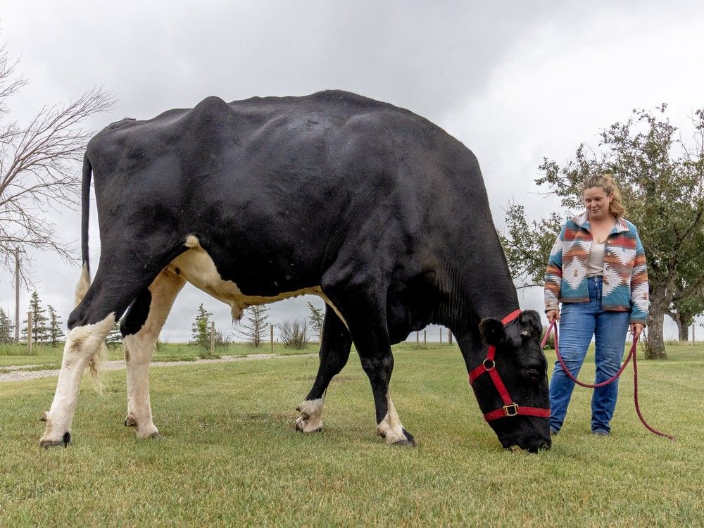 NextImg:An Alberta farm is home to Beef, the world’s tallest steer