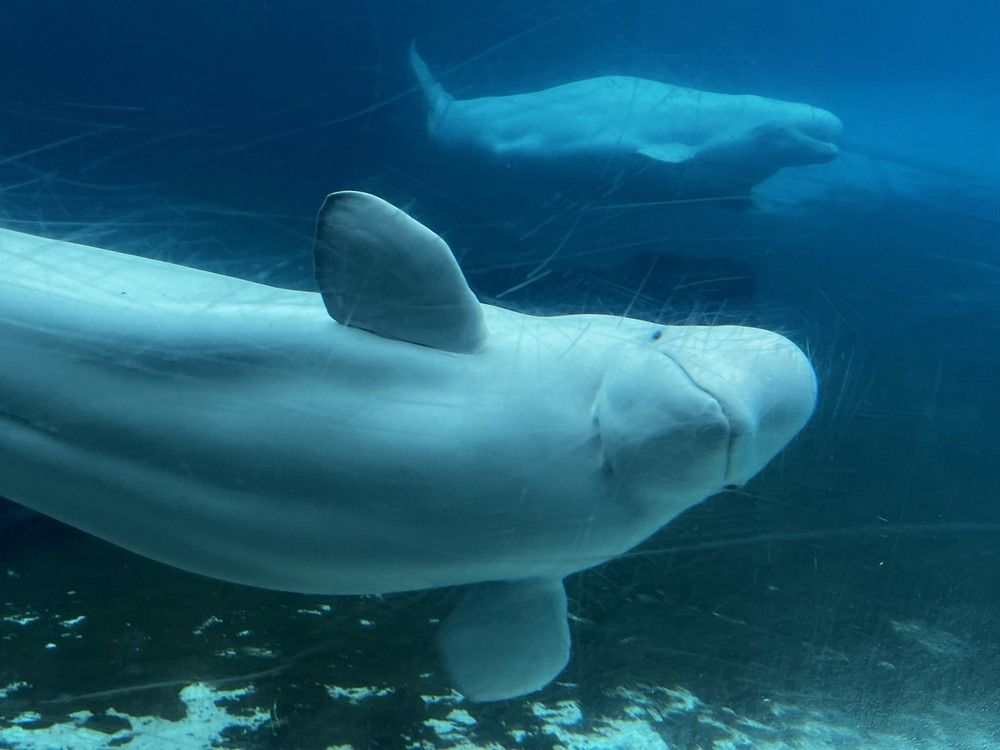 NextImg:Another beluga and a seal have died at Marineland. The deaths caught Doug Ford’s attention