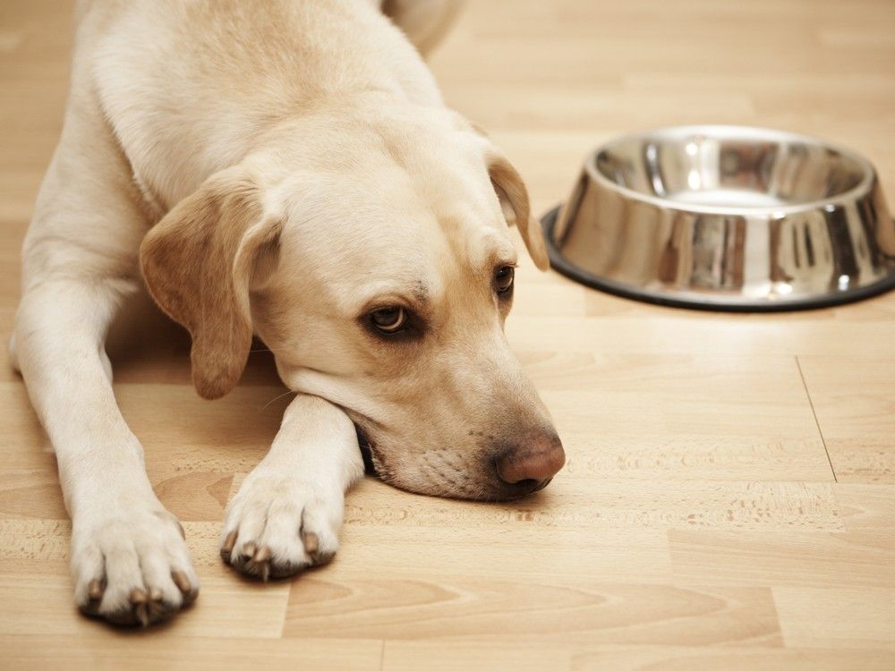 The Canadian Food Inspection Agency has issued a public notice about a salmonella outbreak connected with dogs, their food or treats. Twenty-seven laboratory-confirmed cases have been reported.
