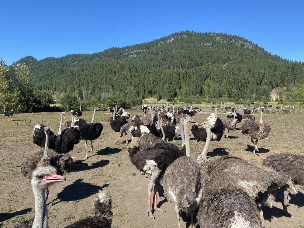  Universal Ostrich Farm (Photo provided by co-owner Karen Esperson)