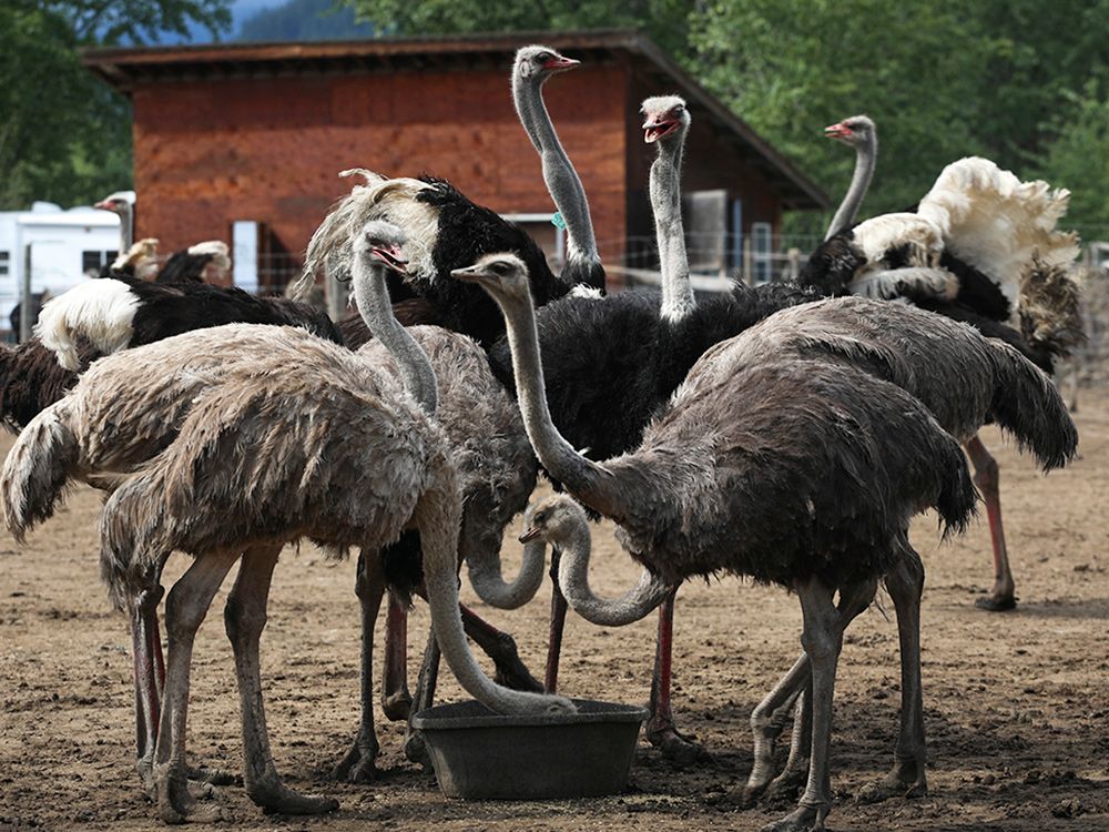 NextImg:Chris Selley: Ostrich politics are a worrying sign of where our political heads are situated