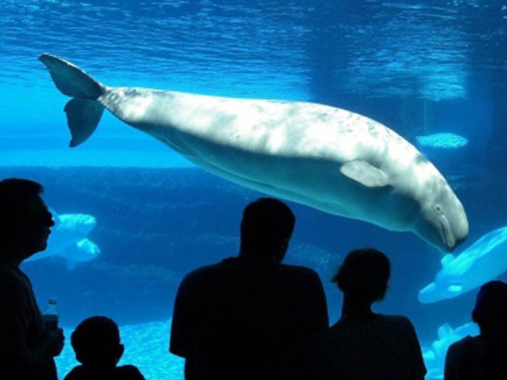NextImg:Marineland won't get funding amid threats to euthanize 30 beluga whales