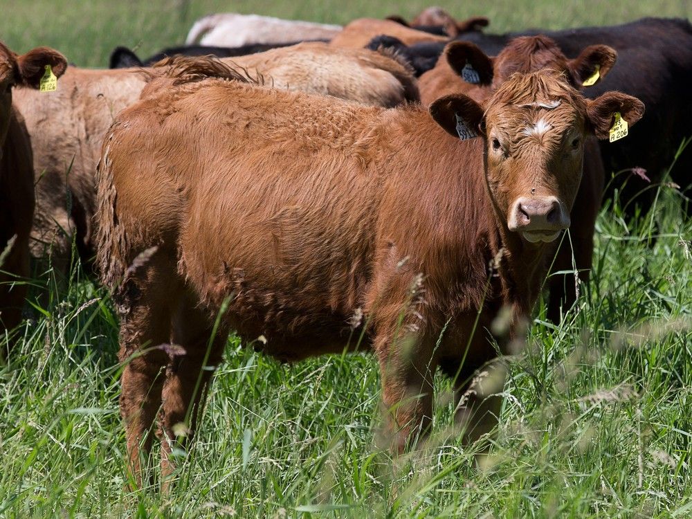 NextImg:New Brunswick physician loses tax battle over beef farm