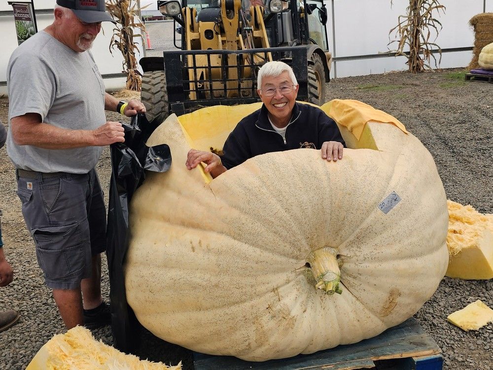 Giant pumpkin grower David Chan with his huge pumpkin right after a recent competition. Giant pumpkin grower David Chan with his huge pumpkin right after a recent competition.