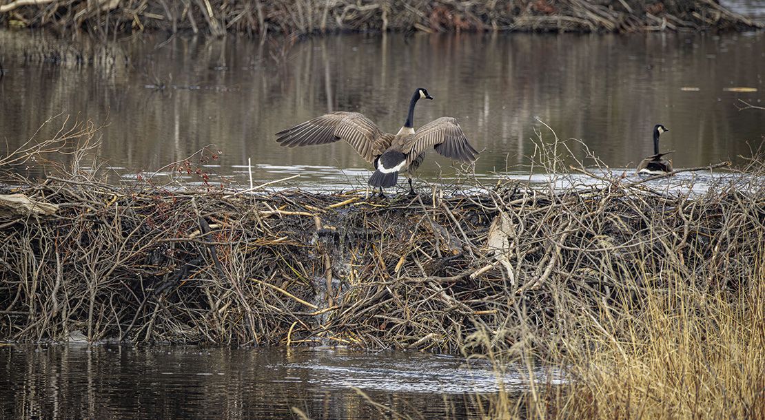Canada geese change beaver ponds in Harold Creek west of Water Valley, Alberta, April 2025.