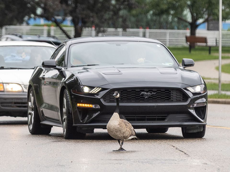  Traffic backs up waiting for Canada geese to cross Riverfront Avenue S.W. in downtown Calgary on Monday, July 28, 2025.