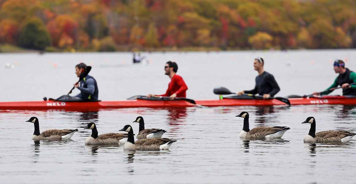 Canada geese and some K-4 paddlers swim on Lake Banook in Dartmouth, N.S., on Oct. 20, 2025.