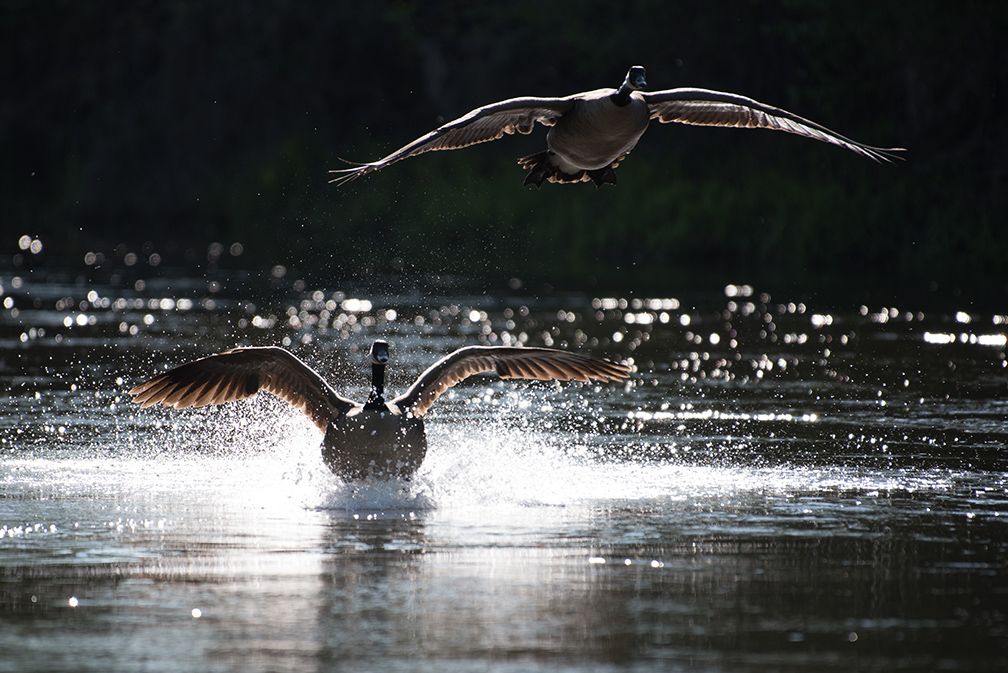 Canada geese over the Rideau River, Ottawa, Ontario.