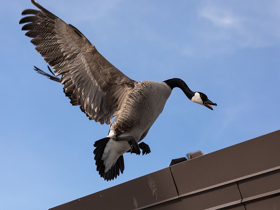 A Canada goose lands on the Hawrelak Park Pavillion while migrating through the region in Edmonton, on Friday, March 18, 2022. Photo by Ian Kucerak