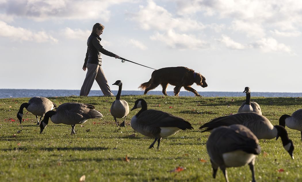A person walks along the Lakeshore Boulevard boardwalk with their dog as Canada Geese eat grass in Toronto Wednesday October 29, 2025.