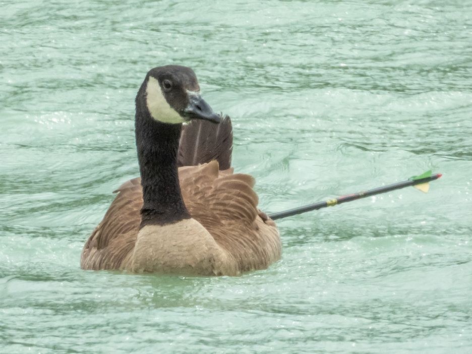 Wilson, the goose wounded with an arrow in B.C. Spotted by nature photographer Tim Cyr in July 2024,
