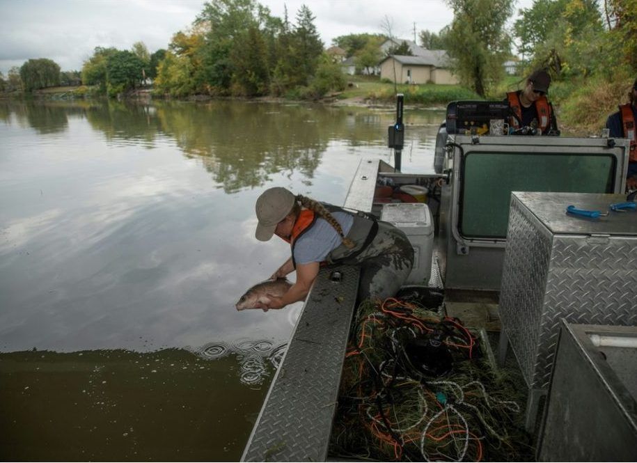 NextImg:Canada and the U.S. have a common enemy: an invasive and voracious carp