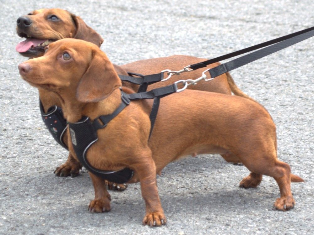 Dachshunds Sweet Pea and Pea Soup were loving the attention from the Canada Day crowds on Tuesday July 1, 2025 in Cornwall, Ont. Dachshunds Sweet Pea and Pea Soup were loving the attention from the Canada Day crowds on Tuesday July 1, 2025 in Cornwall, Ont.