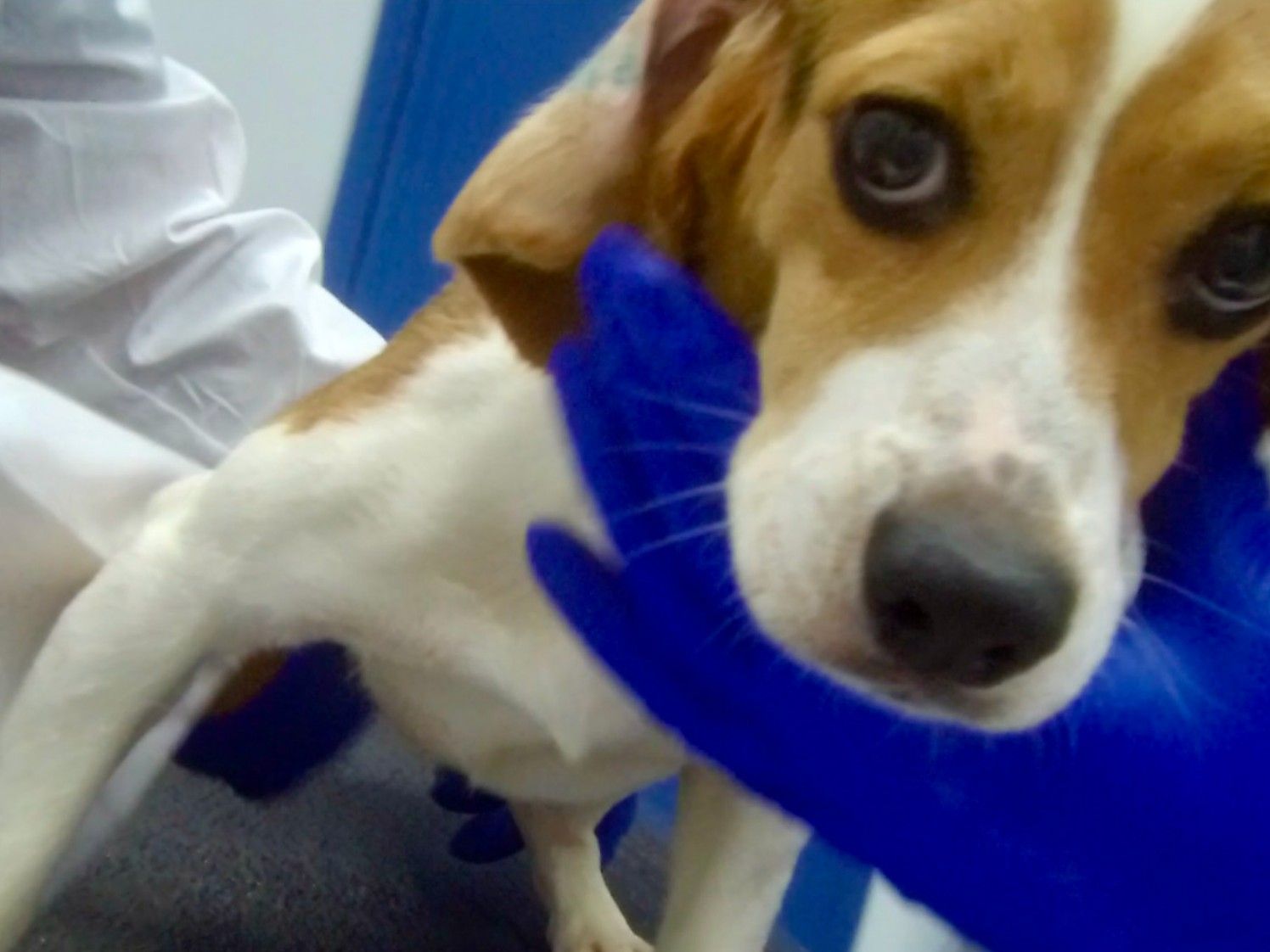  In this image a whistleblower says was taken in 2023 at Nucro-Technics Lab, a beagle from Ridglan Farms is being examined by lab technicians.