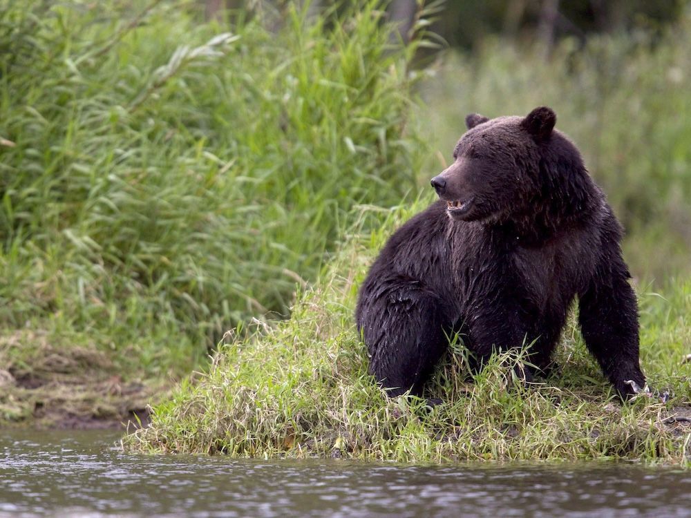 File photo: A grizzly bear is seen fishing along a river in Tweedsmuir Provincial Park near Bella Coola. A bear attack Thursday has left the community on edge.