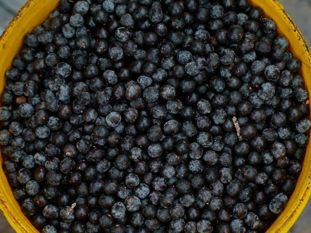Acai berries sit in a bowl at a market amid the nearby COP30 U.N. Climate Summit, Saturday, Nov. 8, 2025, in Belem, Brazil. Acai berries sit in a bowl at a market amid the nearby COP30 U.N. Climate Summit, Saturday, Nov. 8, 2025, in Belem, Brazil.