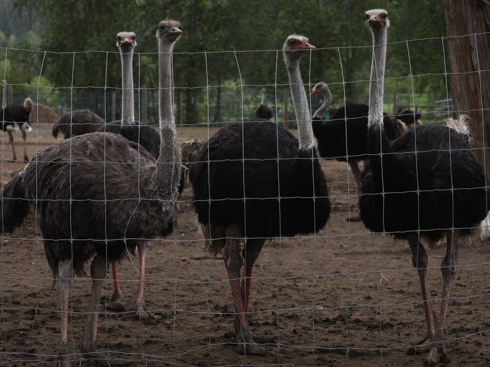 Ostriches at the Universal Ostrich Farms in Edgewood, B.C., on Saturday, May 17, 2025. Ostriches at the Universal Ostrich Farms in Edgewood, B.C., on Saturday, May 17, 2025.