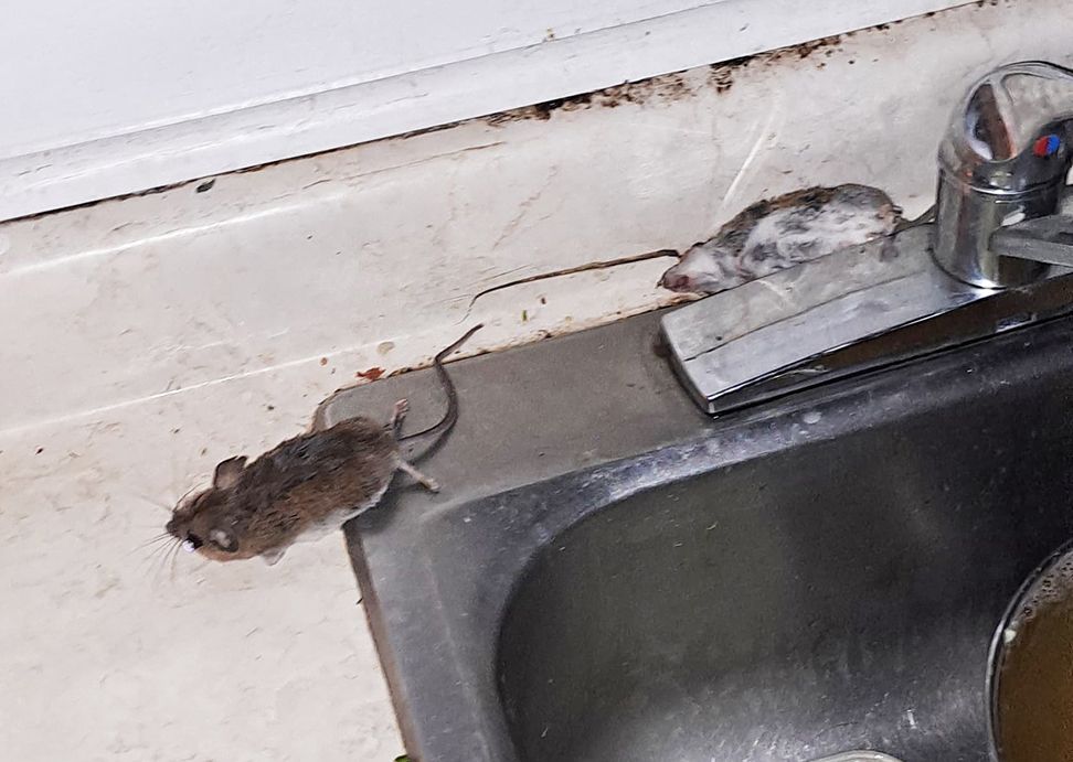 Dead rodents around a sink in housing for temporary foreign workers in Ontario.