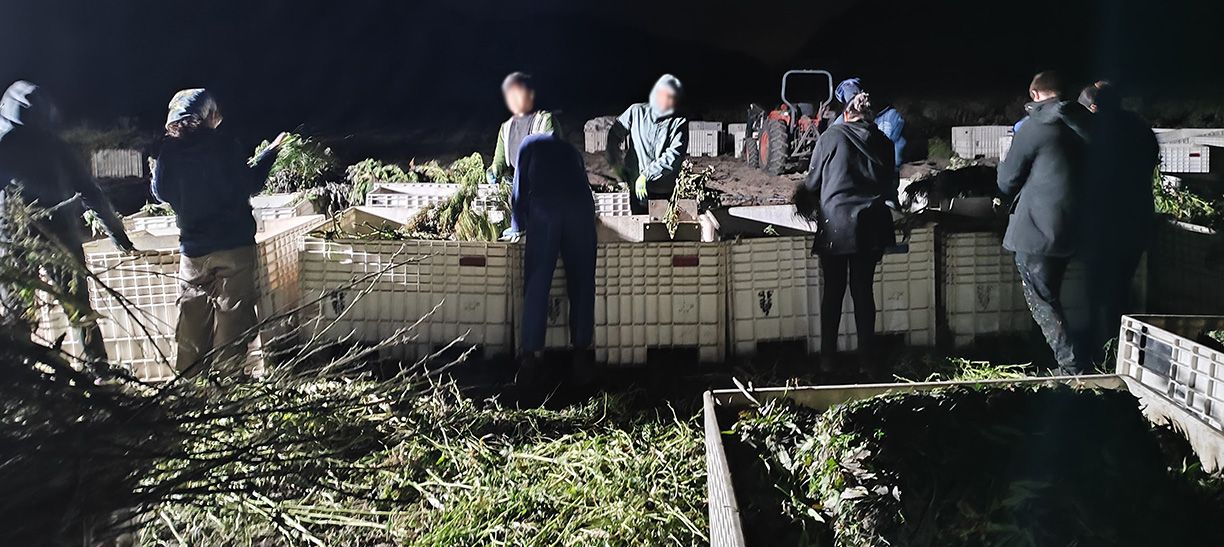 Workers process cannabis on a farm near Crawston, B.C.