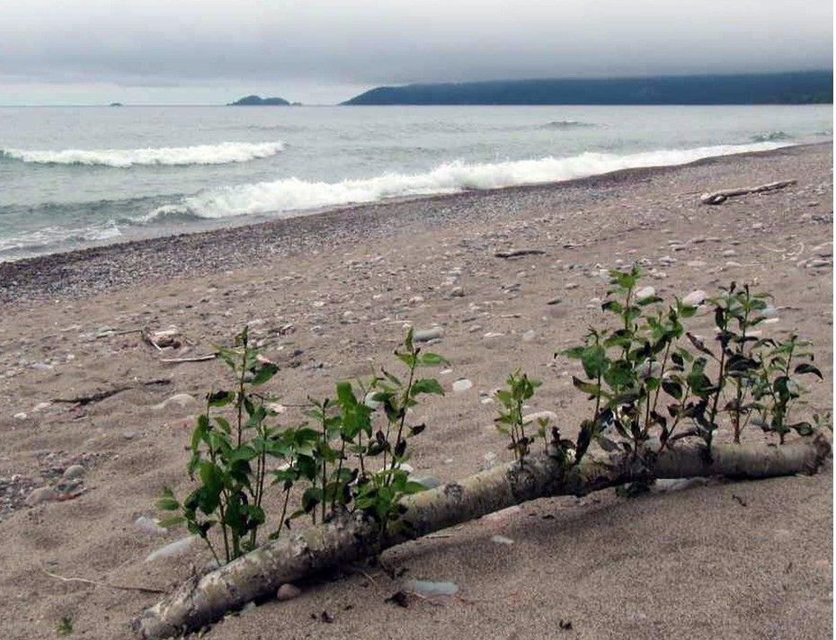  A driftwood log at the end of the Agawa Bay campground beach in Lake Superior Provincial Park. Across the water is Michigan and Minnesota.