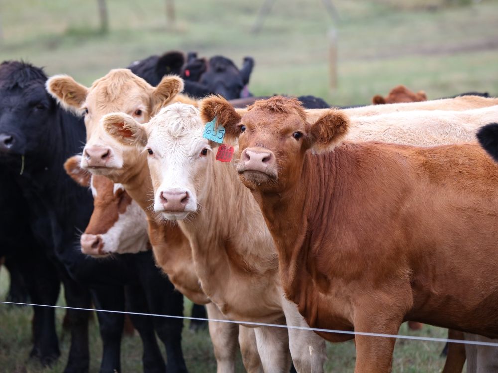 Jamie Sarkonak: Carney's shutdown of federal agriculture research is an attack on food security