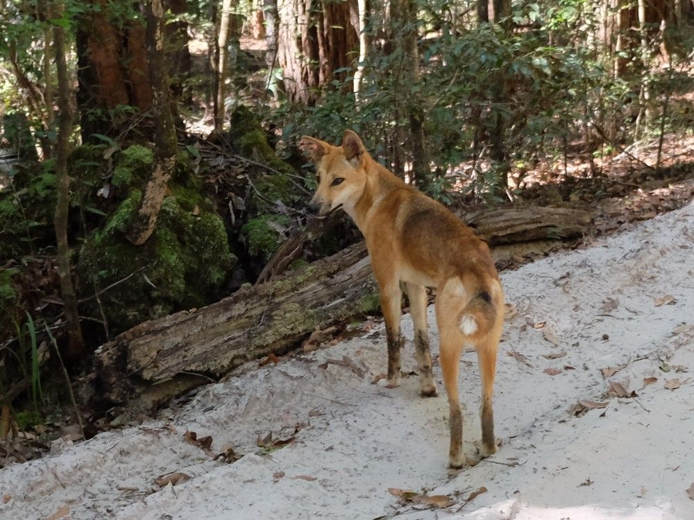 Canadian teen found dead on Australian island, her body surrounded by 10 dingoes: reports