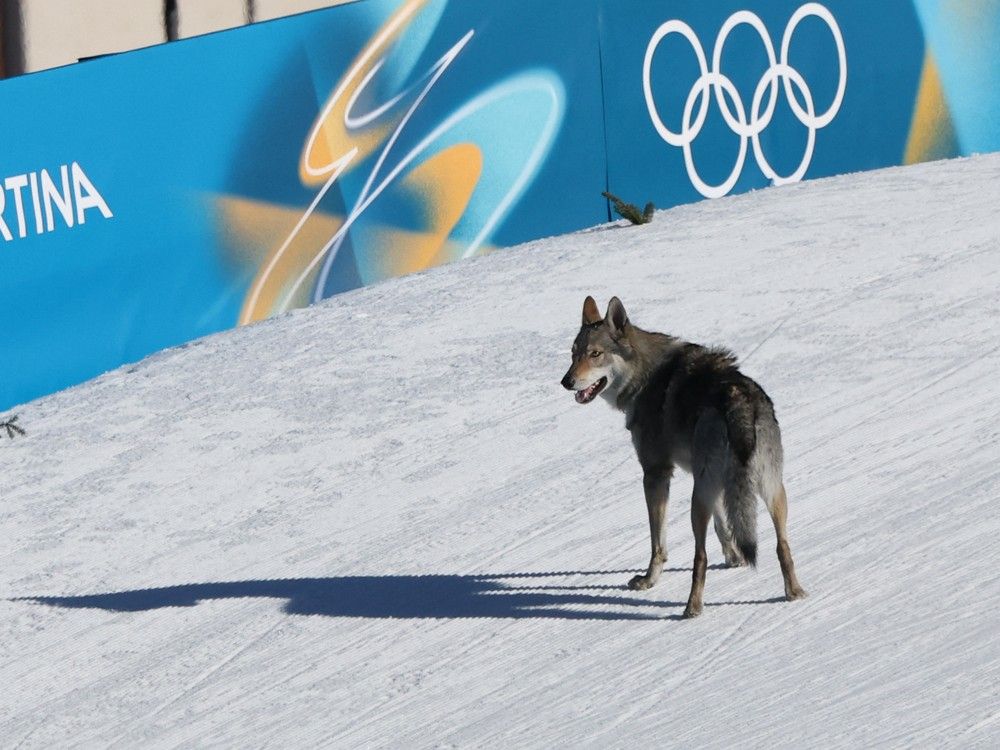 A dogged pursuit: Canine joins cross-country race at Milano-Cortina Games