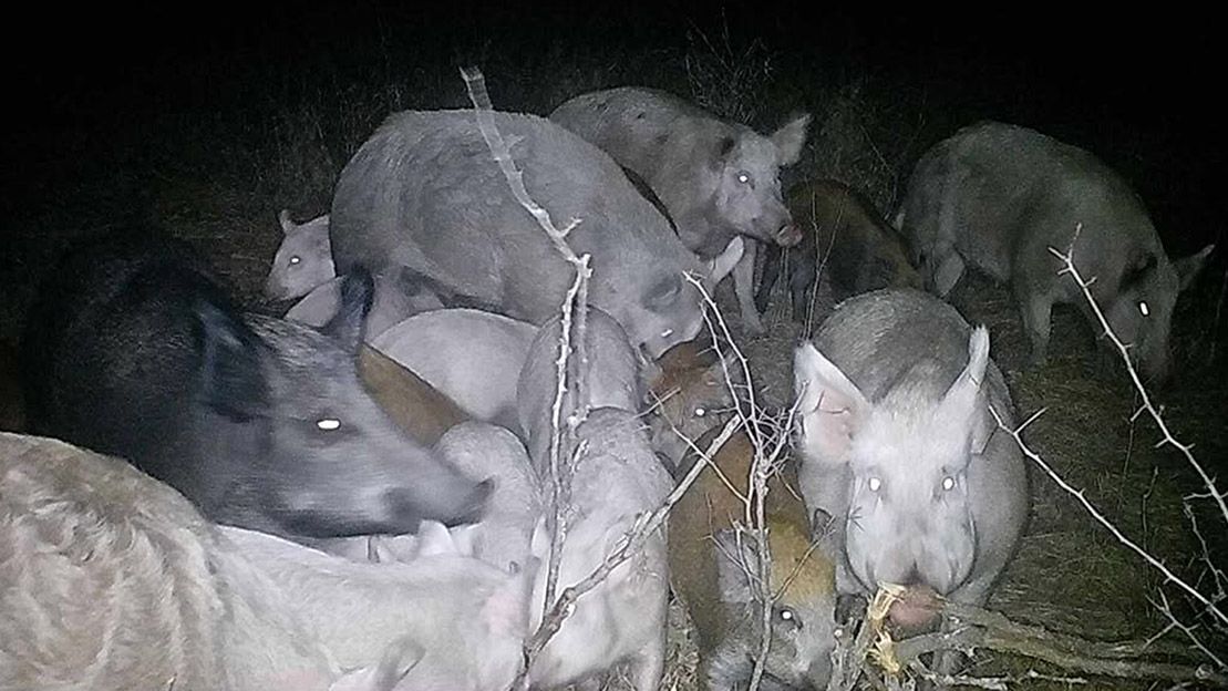 Wild pigs, giant goldfish and bugs that won't die: Invaders 'absolutely everywhere' in Canada