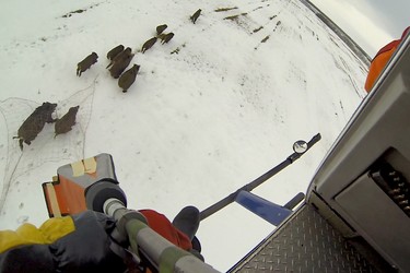 Researchers study wild pigs tracked from the air to a Saskatchewan field.