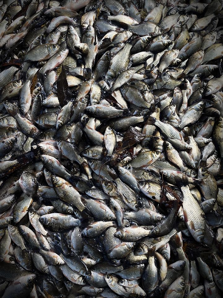 Some of the 3,000 goldfish pulled from Spencer Creek, near Ontario’s Hamilton Harbour, in November 2024. The fish lose their colouring after a few generations in the wild.