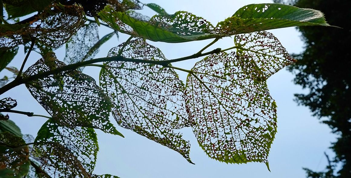 Leaves of a Linden tree devastated by Japanese beetles at a Halifax home in August 2024.
