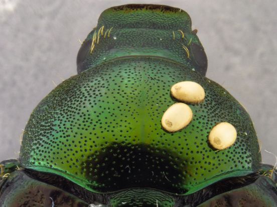 Winsome fly eggs on the head of a Japanese beetle.