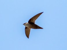 A chimney swift bird.