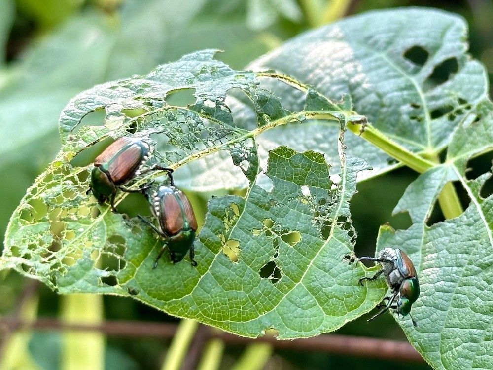 Beetles munching leaves