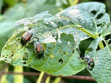 Beetles munching leaves