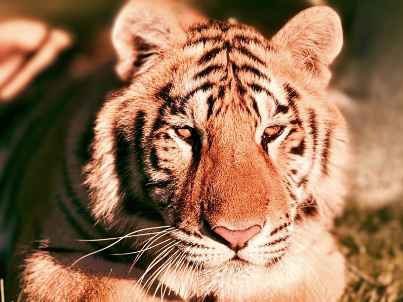 Jagger is one of two sub-adult tigers Zohaib Masood has been keeping on his property in Wainfleet, Ont. Jagger is one of two sub-adult tigers Zohaib Masood has been keeping on his property in Wainfleet, Ont.