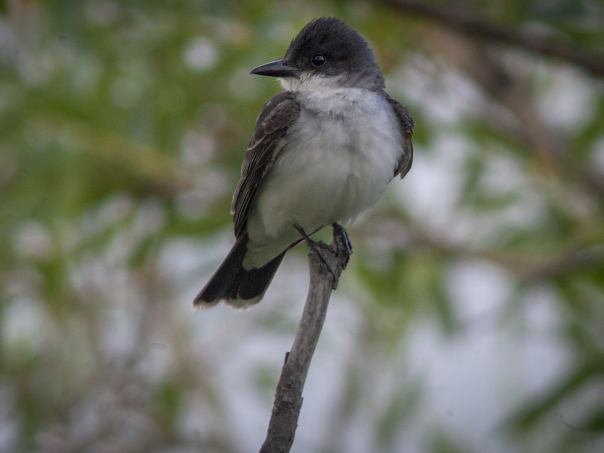 Jamie Sarkonak: Bird conservation — the latest field to take up race-based hiring