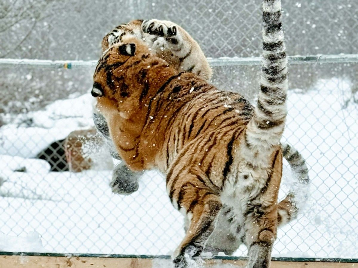 Jagger and Aspen roughhouse at Zohaib Masood’s property in Wainfleet, Ont. Jagger and Aspen roughhouse at Zohaib Masood’s property in Wainfleet, Ont.