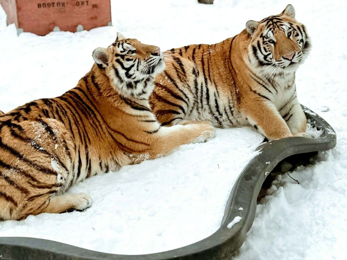 Jagger and Aspen at Zohaib Masood’s property in Wainfleet, Ont. Jagger and Aspen at Zohaib Masood’s property in Wainfleet, Ont.
