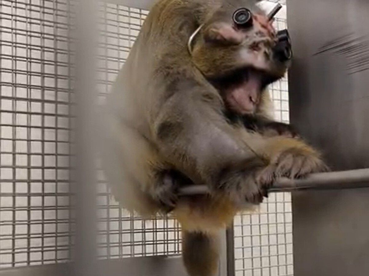  Implanted metal posts can be seen on the head of this macaque in its cage in the primate lab at York University. The image is taken from a whistleblower’s video.